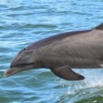 Hidden Places to visit in Edisto Beach United States of America