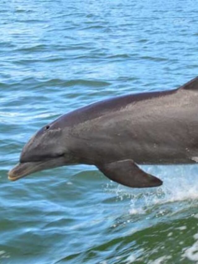 Hidden Places to visit in Edisto Beach United States of America