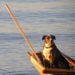 Top 10 Places To Visit when Traveling with your Pet in the USA