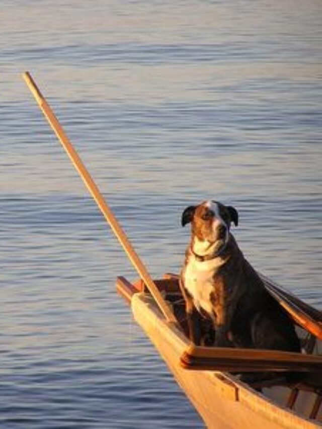 Top 10 Places To Visit when Traveling with your Pet in the USA